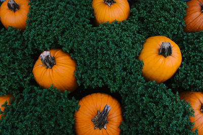 High angle view of pumpkins