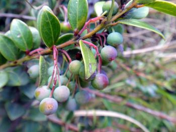 Close-up of berries growing on tree