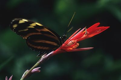 Close-up of butterfly pollinating on red flower