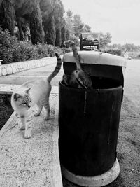 Cat sitting in a yard