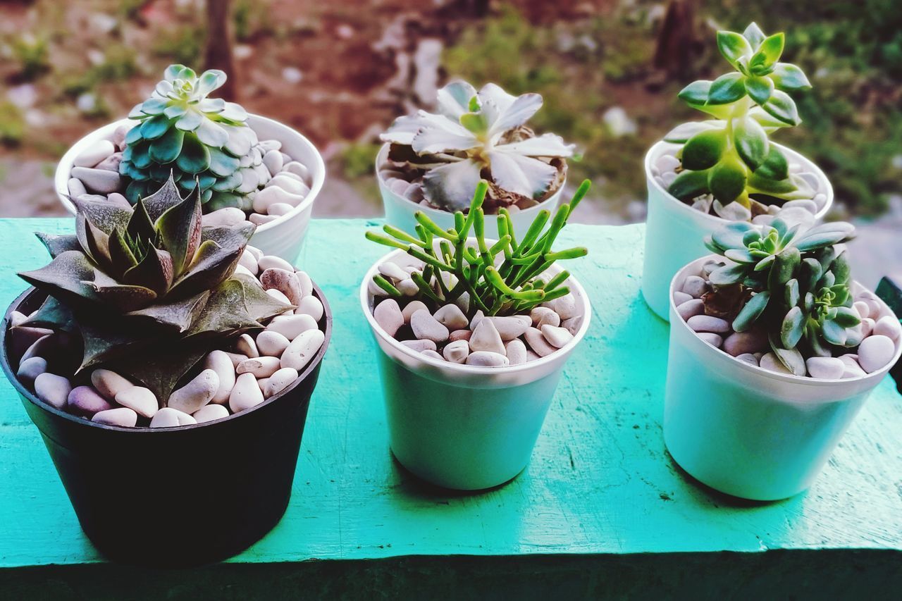 HIGH ANGLE VIEW OF POTTED PLANTS IN POT