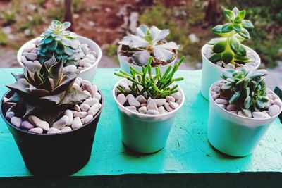 High angle view of potted plants on table