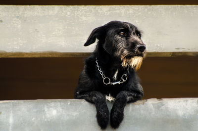 Dog looking up