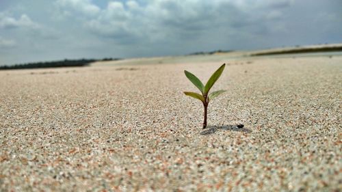 Close-up of plant on sand