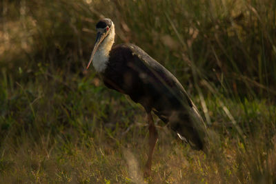 View of bird on field