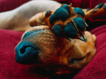 Close-up of a dog sleeping on bed