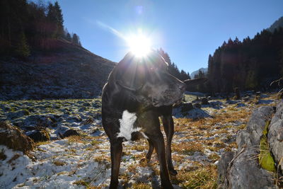 Horse splashing water against sky
