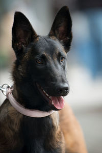 Face of an alert belgian malinois