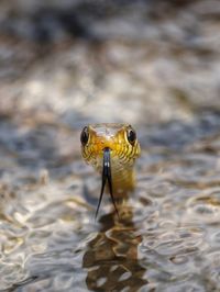 Close-up of snake indian rat snake 