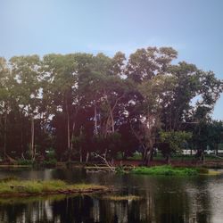 Reflection of trees in lake