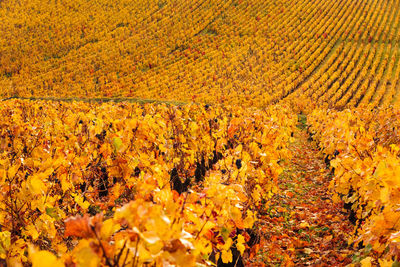 Full frame shot of yellow flowering plants on field during autumn