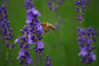 Close-up of bee pollinating on purple flower