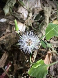 Close-up of white flowering plant on field