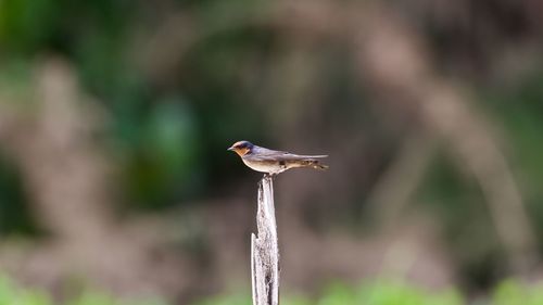 Close-up of bird perching outdoors