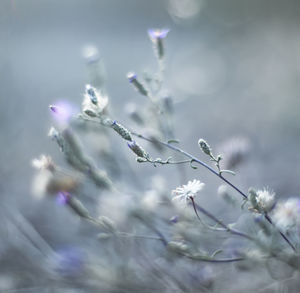 Close-up of purple flowering plant