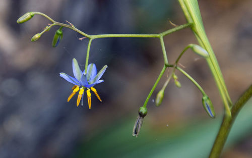 Close-up of purple flowering plant