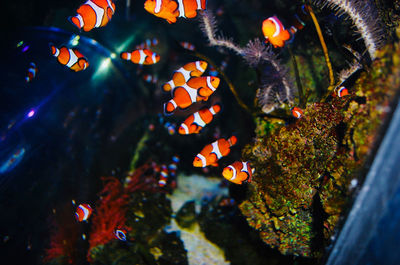 Close-up of fish swimming in sea