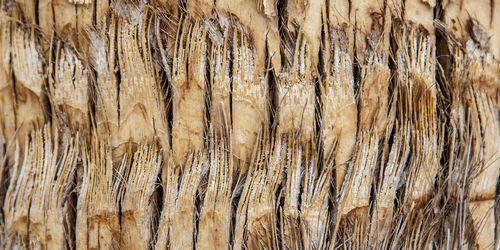 Full frame shot of tree trunk