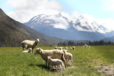 Sheep in a field