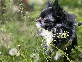 Close-up of a dog on flower