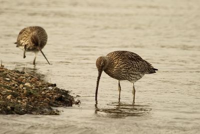 High angle view of bird in lake