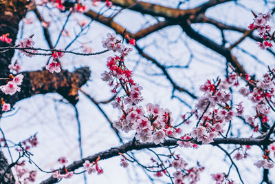 Low angle view of cherry blossom tree during winter