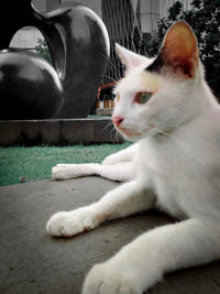 Close-up of cat looking away