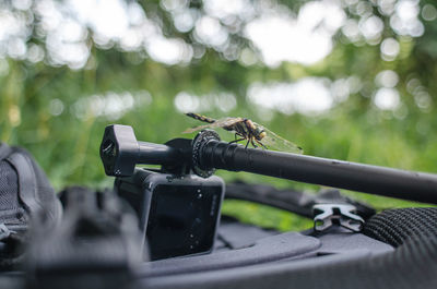 Dragonfly sits on tripod action camera in nature. shooting nature action camera. interesting insects