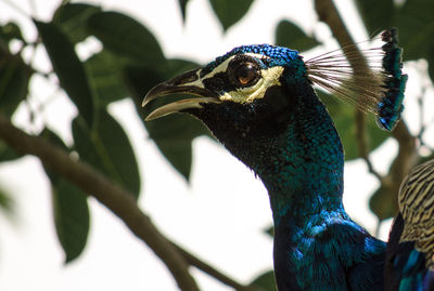 Close-up of a peacock