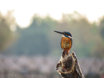 Close-up of bird perching on rock