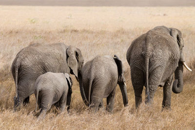 Elephant in a field