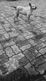 Dog walking on ground