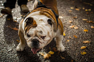 Low section of person with english bulldog on road