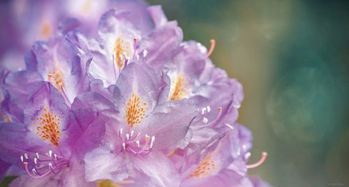 Close-up of purple flower