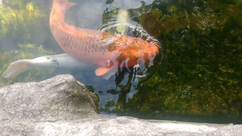 Fish swimming in sea