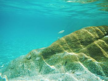 Close-up of turtle swimming in sea