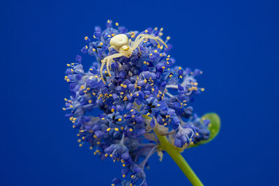 Close up marco of crab flower white spider of the thomisidae group showing fangs and eyes