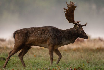 Side view of deer on field