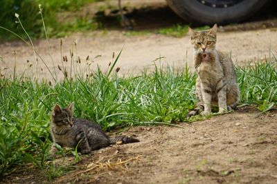 Cat looking away on land