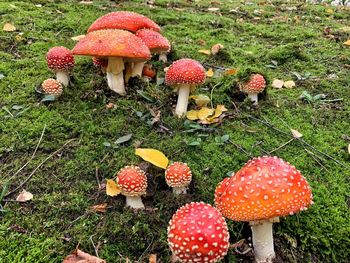 Close-up of mushroom growing in field