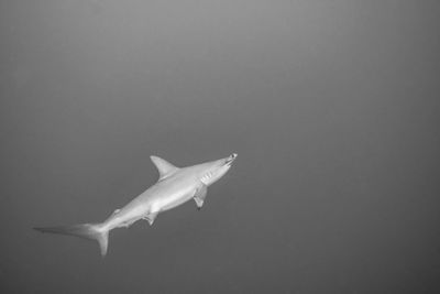 View of fish swimming in sea