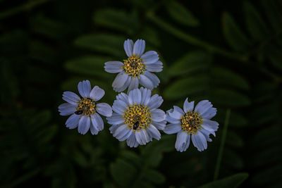 Close-up of purple flowering plant