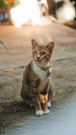 Portrait of a cat sitting on street