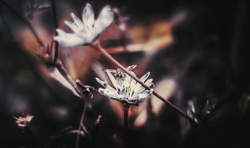 Close-up of flower