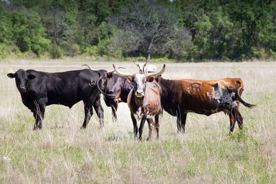 Cows standing on grassy field