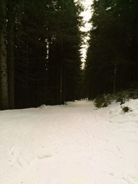 Trees in forest during winter