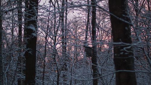Bare trees in forest