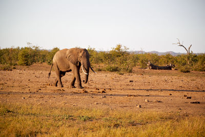 Elephant in a field