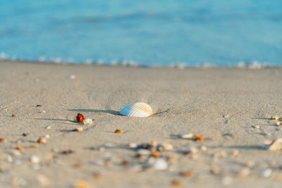 Seashell on sand beach with splash and bright blue sky