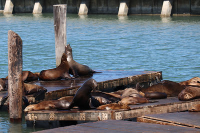 Sea lions, pier 39 - san francisco - scenic view of sea